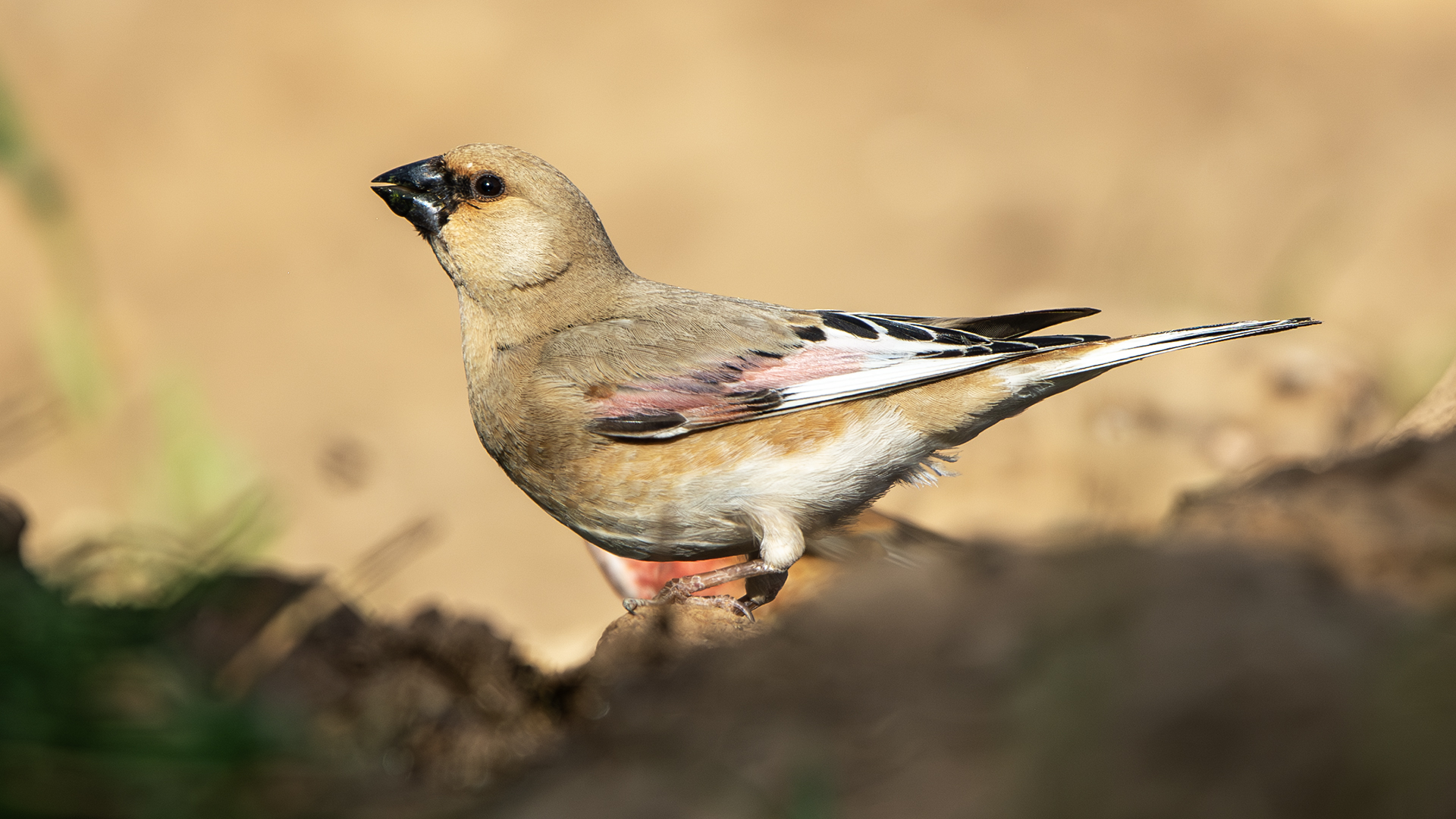 Desert Finch